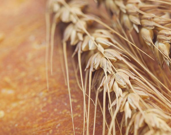 lorem ipsum dolor sit